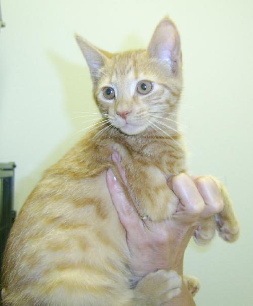 Tigger the Orange Kitty