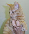 Tigger the Orange Kitty