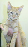 Pooh the Orange Kitten