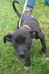 Toes O'Riley the Very Special Puppy