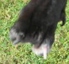 Toes O'Riley the Very Special Puppy