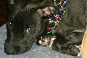 Toes O'Riley the Very Special Puppy