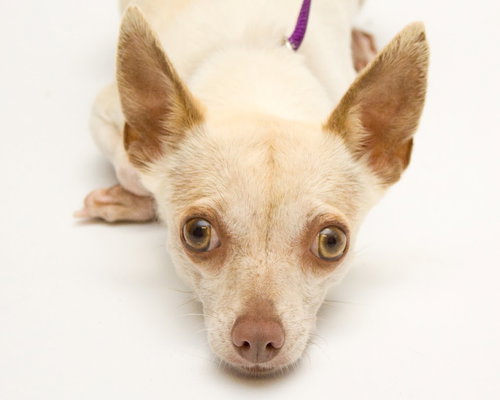 Pickles~A bonded pair with Mister