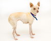 Pickles~A bonded pair with Mister