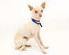 Pickles~A bonded pair with Mister