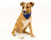 Bertram @Camp Doglando