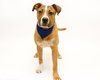 Bertram @Camp Doglando