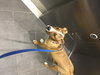 Bertram @Camp Doglando