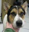 Josie the Corgi