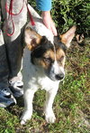 Josie the Corgi