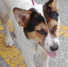 Josie the Corgi