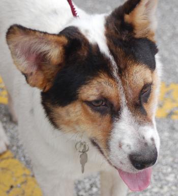 Josie the Corgi