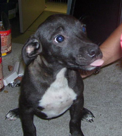Flash the Puppy