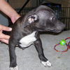 Flash the Puppy