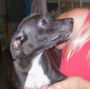 Flash the Puppy