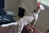 Cloud kna Remy~ A deaf little girl