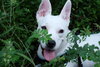 Cloud kna Remy~ A deaf little girl