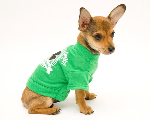 Dingo