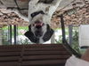 Domino - Check out his video!