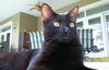 Salem the Bombay Kitten