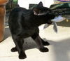 Salem the Bombay Kitten