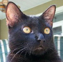 Salem the Bombay Kitten