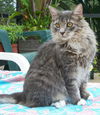 Smokie the Ragamuffin Kitten