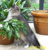 Smokie the Ragamuffin Kitten