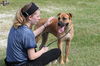 Zeus ~ Camp Doglando Graduate!