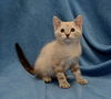 Tiboo
