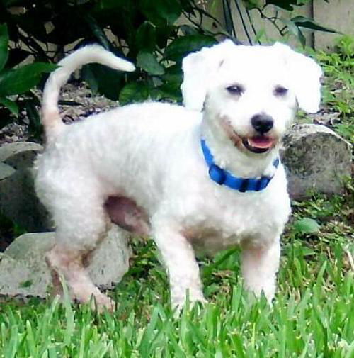 Winter Springs the Poodle