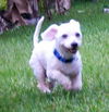 Winter Springs the Poodle
