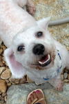 Winter Springs the Poodle