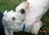 Winter Springs the Poodle