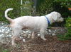 Winter Springs the Poodle