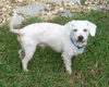 Winter Springs the Poodle