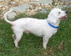 Winter Springs the Poodle