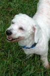 Winter Springs the Poodle