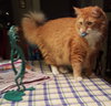 Tigger ~~check out his video!