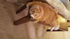 Tigger ~~check out his video!