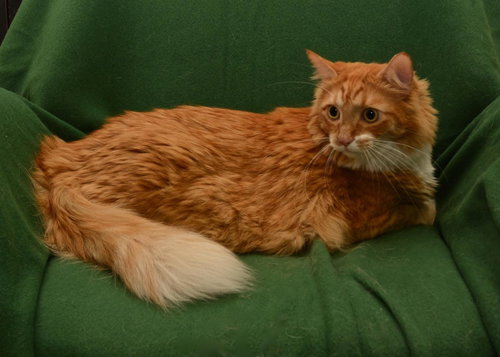 Tigger ~~check out his video!