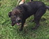 Sheeba