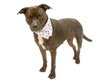 Sheeba