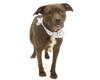 Sheeba