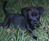 Spooky the Puppy