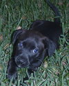 Spooky the Puppy