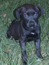 Spooky the Puppy