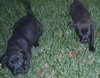 Spooky the Puppy