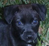 Spooky the Puppy