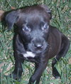 Awesome Lucky the Trained Lab